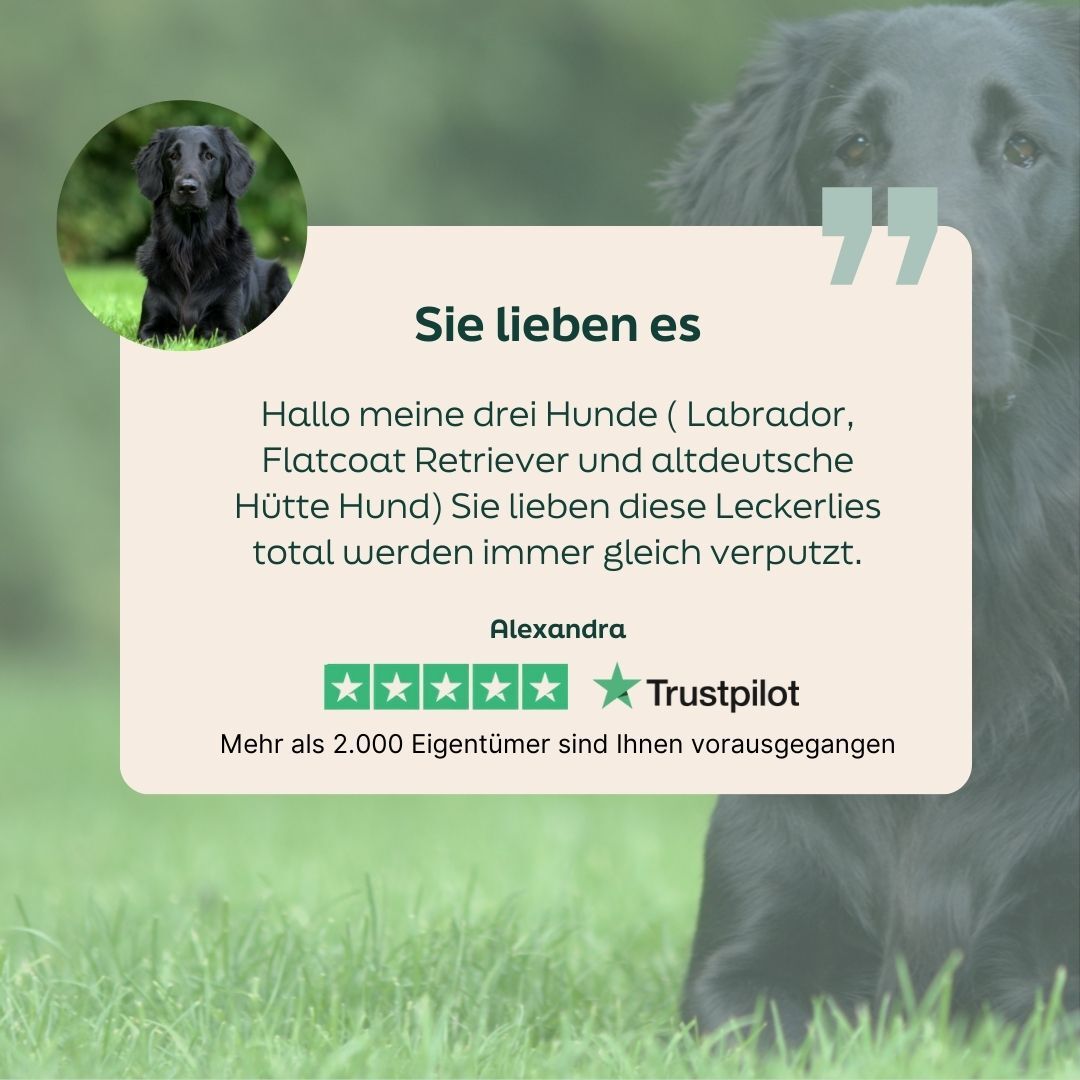 hond, zwart, Labrador, poedel?, huisdier
