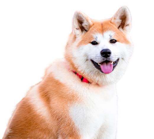 Akita