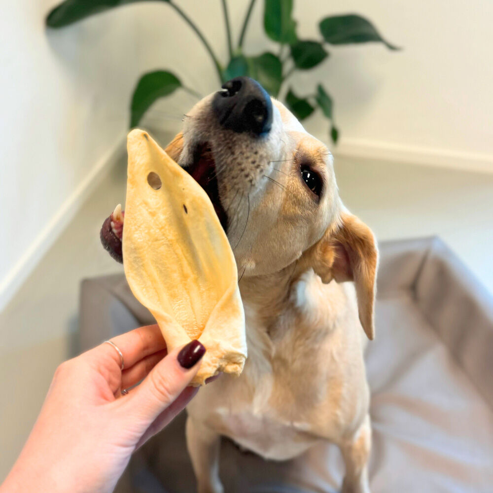 WOOOF Lamsoor smaaktest met kantoorhond Arlo