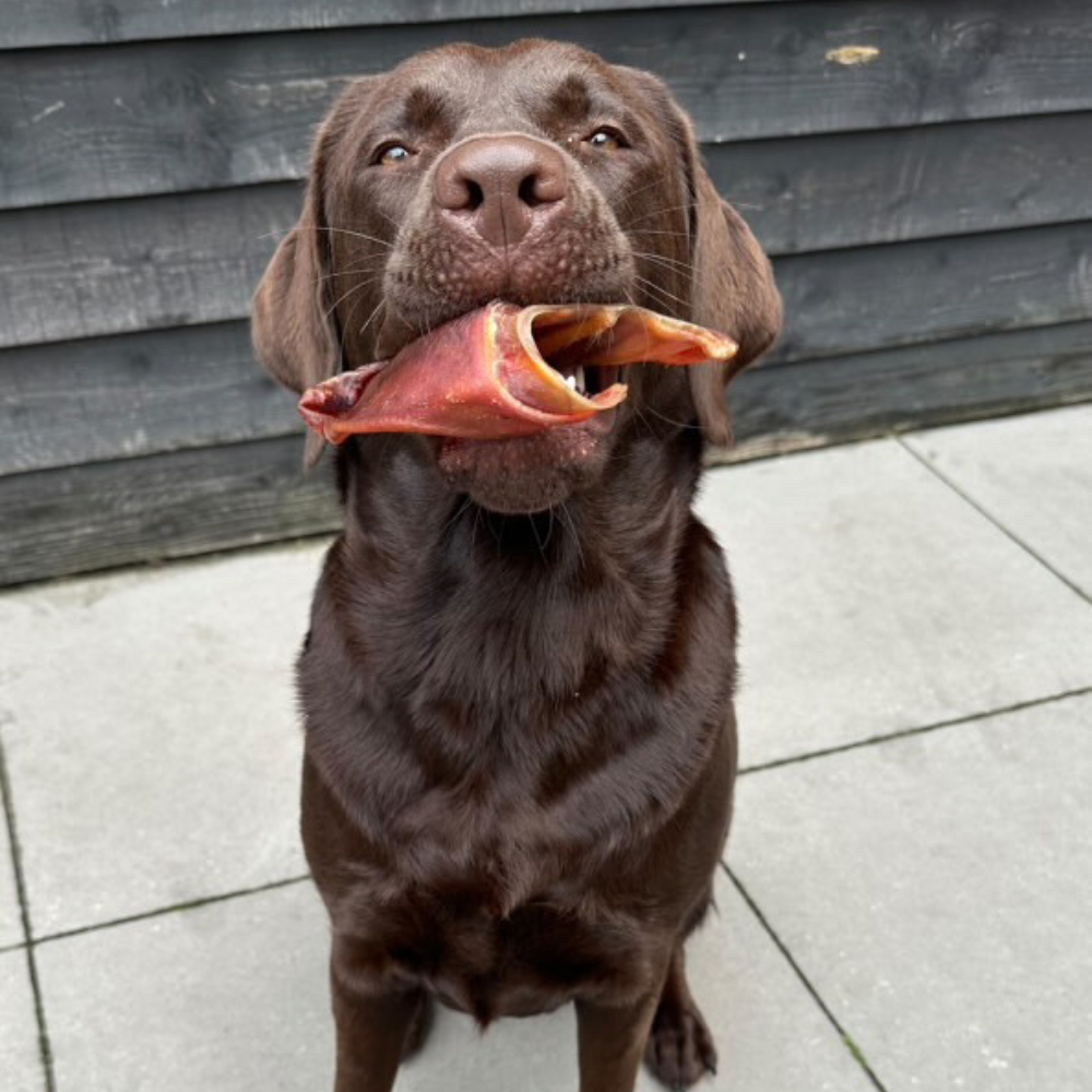 WOOOF Varkensoren Smaaktest Kantoorhond Hugo met varkensoor
