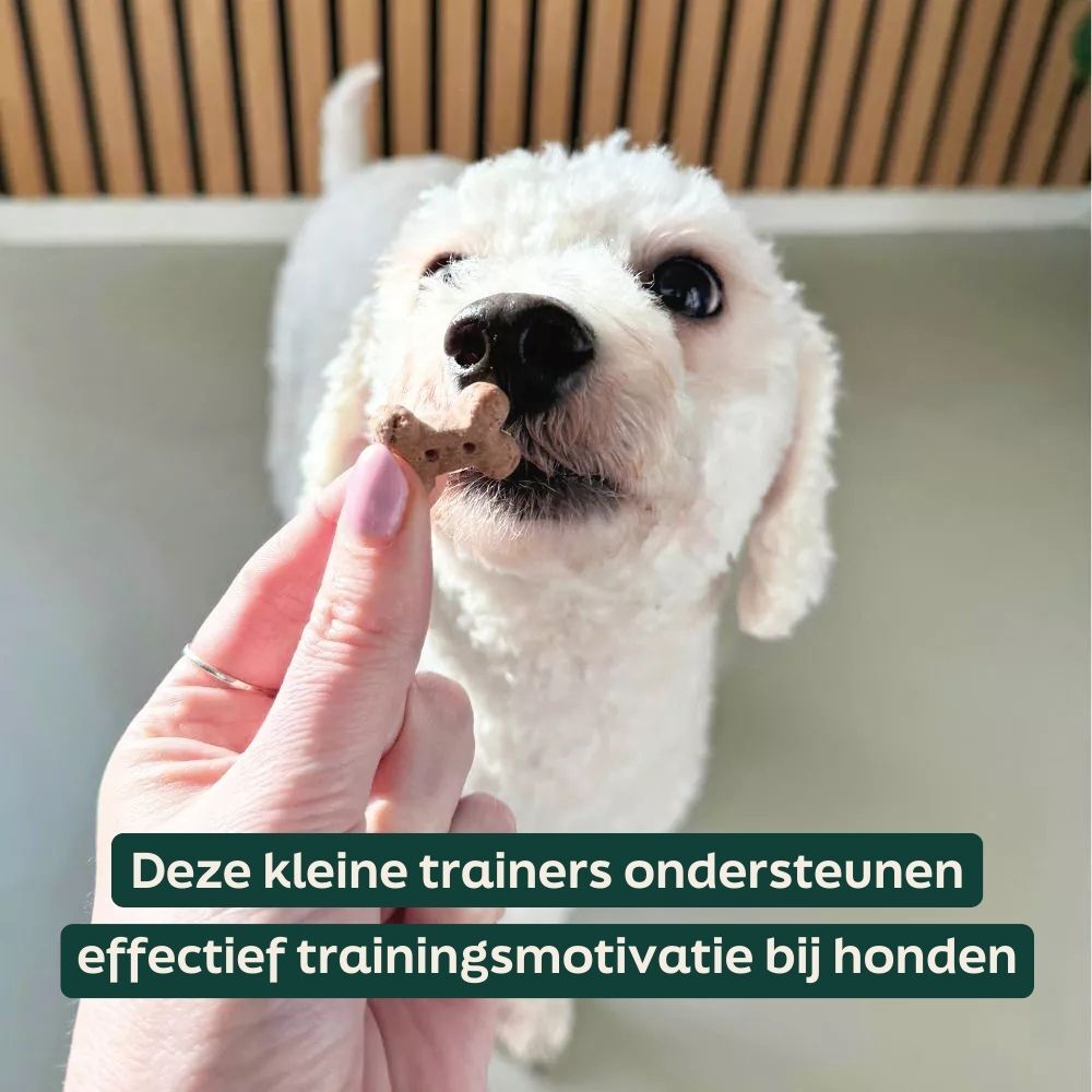 hond, poedel, dog treats, bot, training