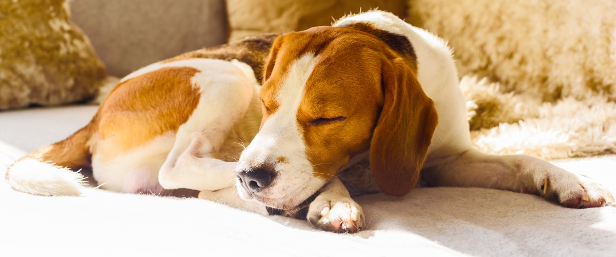 Waarom is een huisdierverzekering voor je hond een slimme keuze?