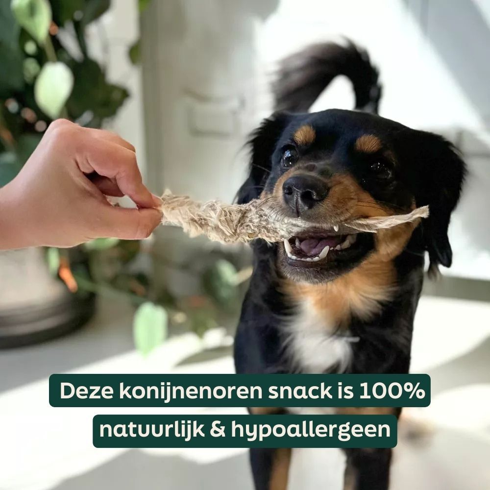 hond, trakt, kauw, bot, huisdier