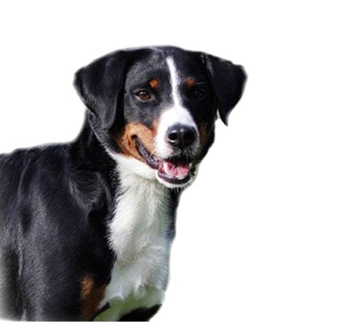 Appenzeller sennenhond