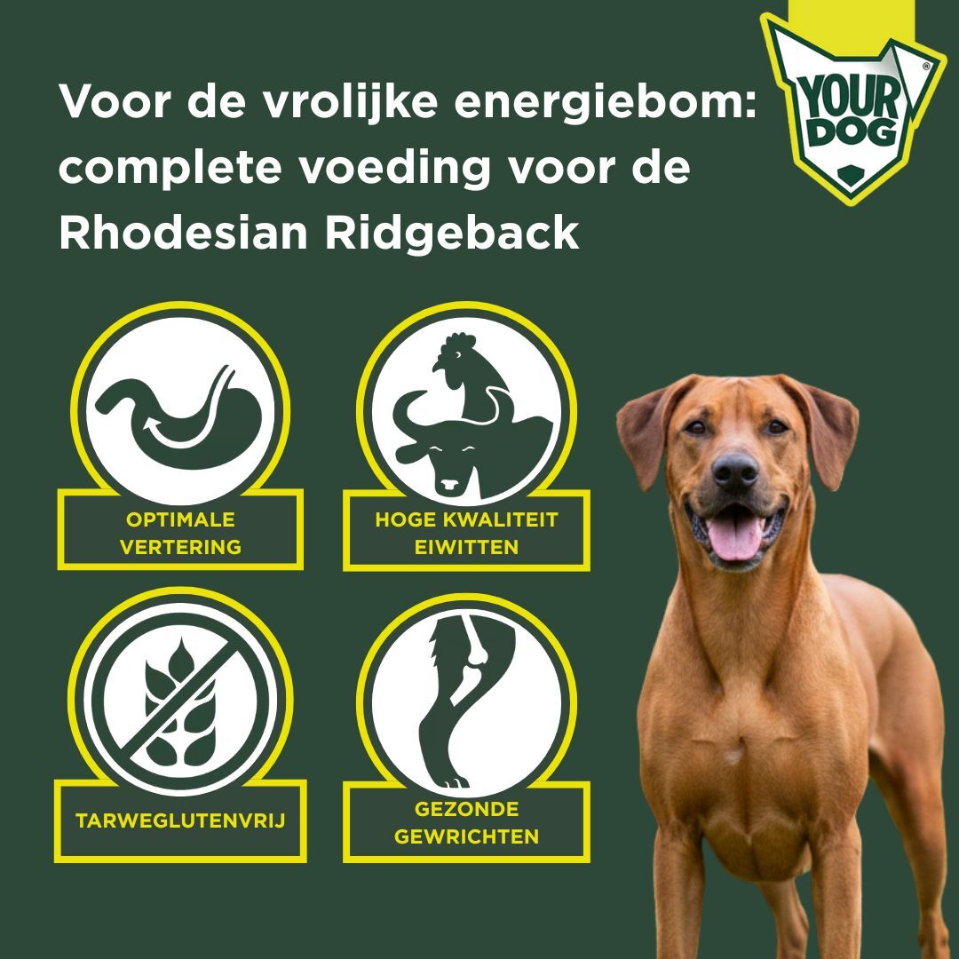 Rhodesian ridgeback