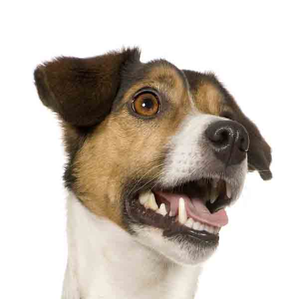 Jack russell
