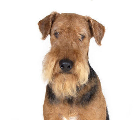 Airedale terriër