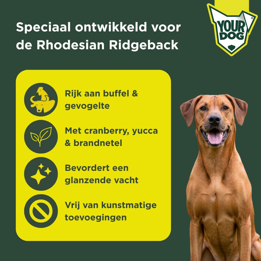 Rhodesian ridgeback