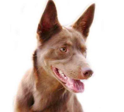 Australische kelpie