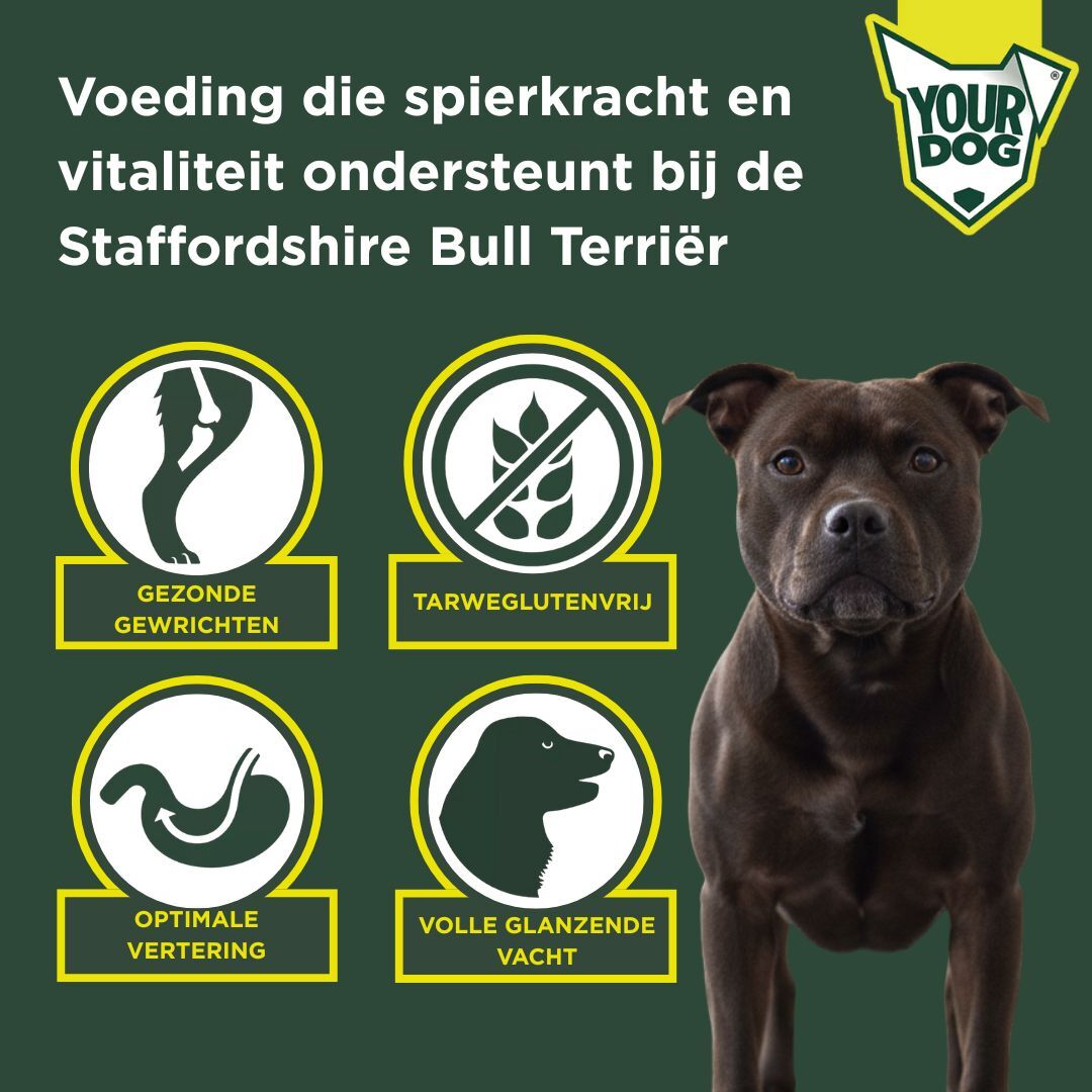 Staffordshire bull terriër