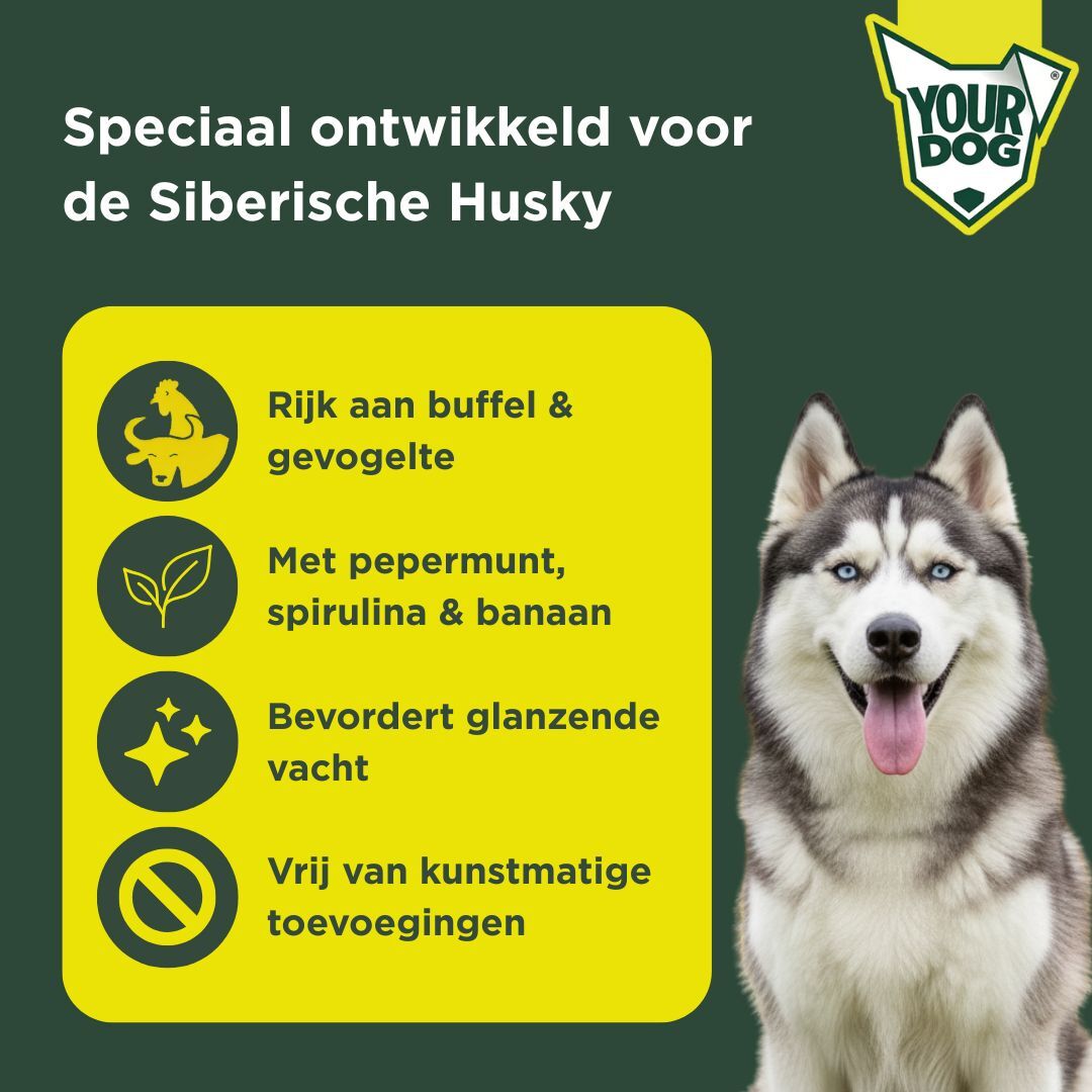 Siberische husky