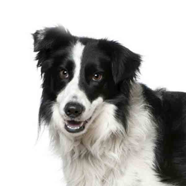 Engelse bordercollie