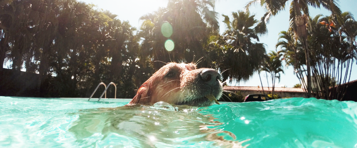 8 tips om je rashond koel te houden deze zomer