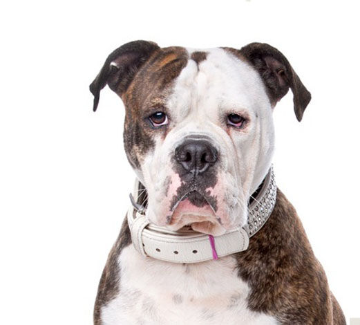 Amerikaanse bulldog