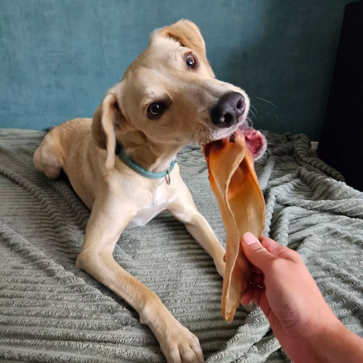 buffeloor met hond, lekker snacken