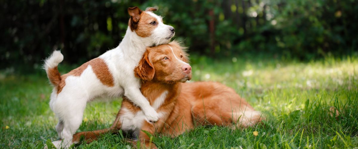 Twee honden knuffelend in het gras