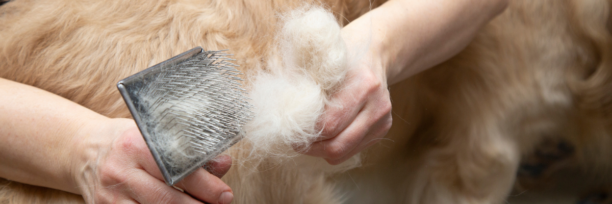 Goede voeding helpt bij verharen