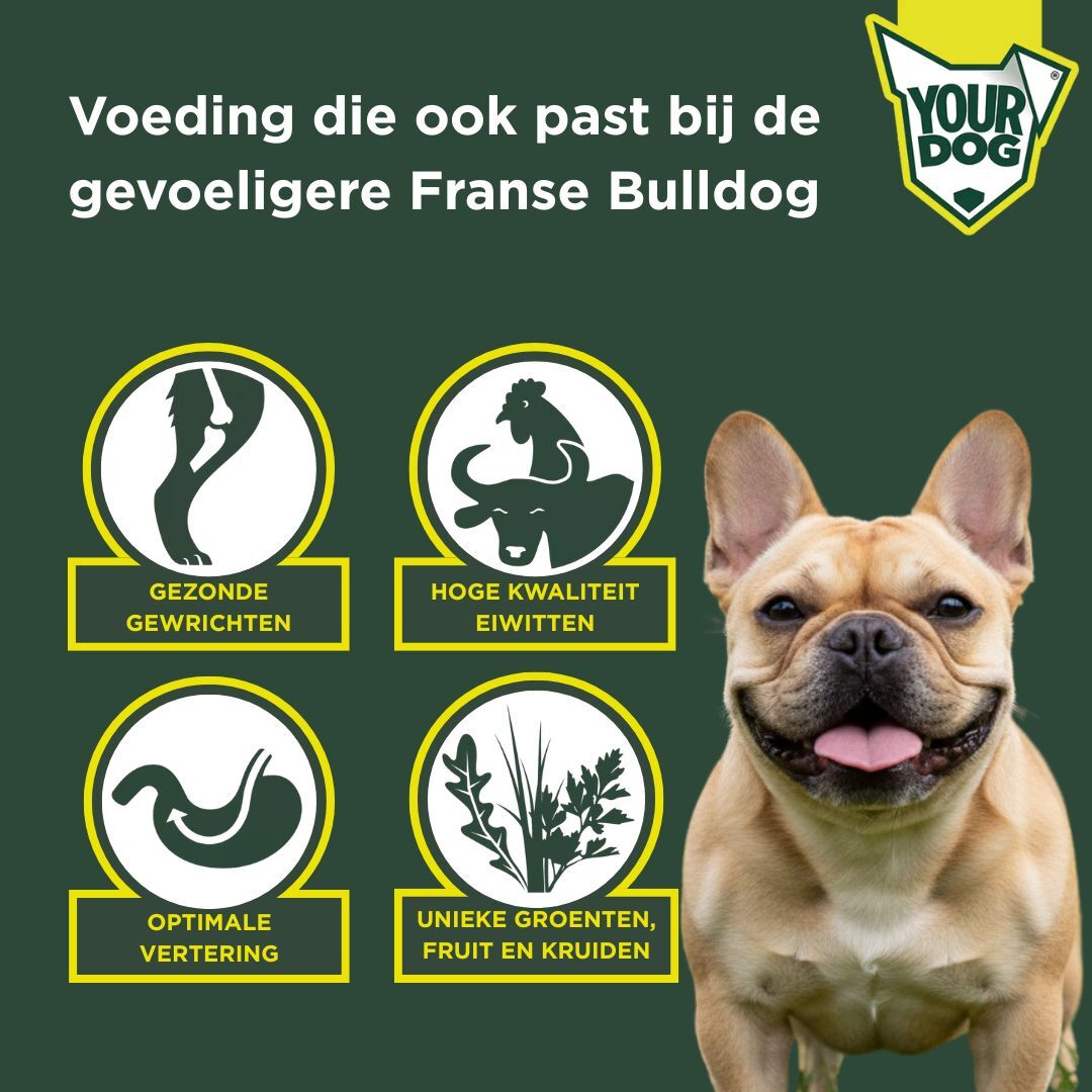 Franse bulldog