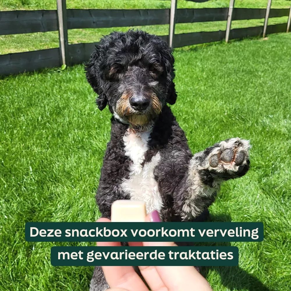 hond, poedel, zwart, witte borst, buiten