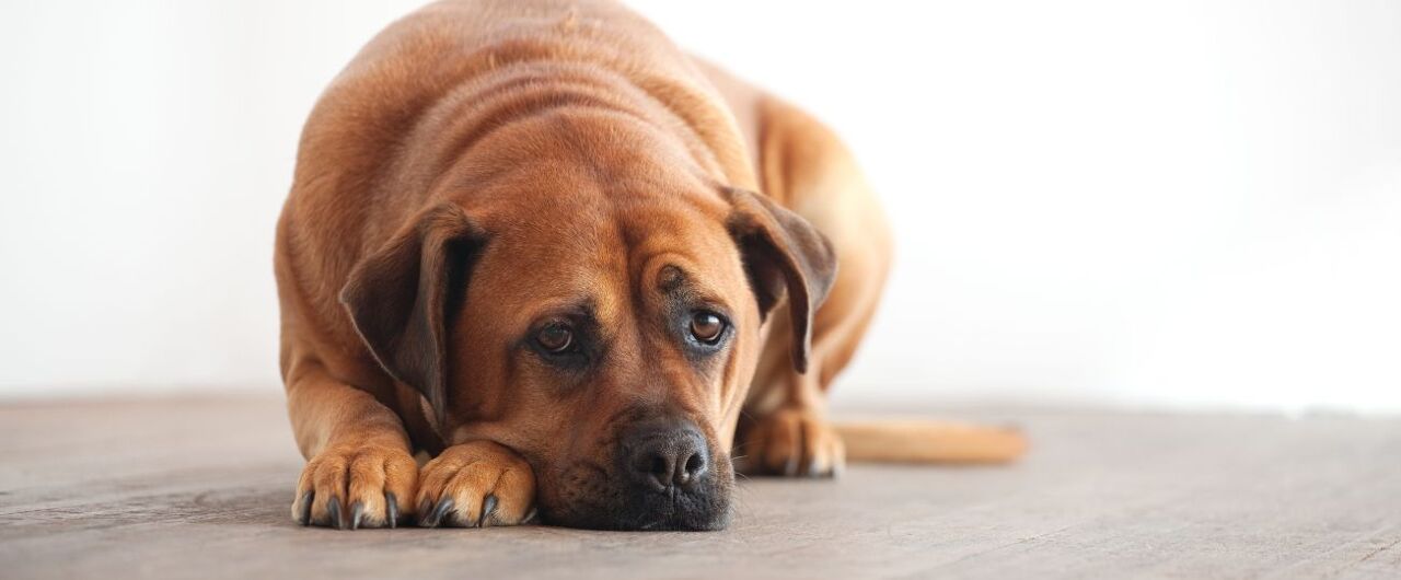 Winterdip bij honden
