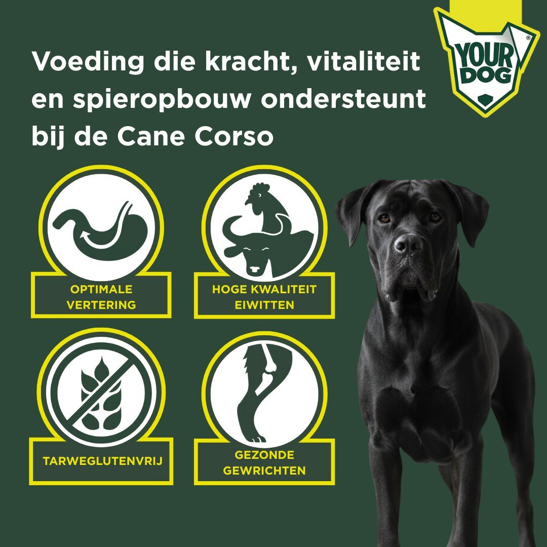 Cane corso