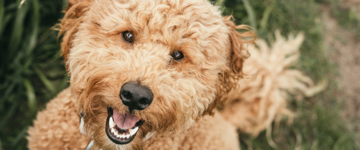 Blije hond die opspringt