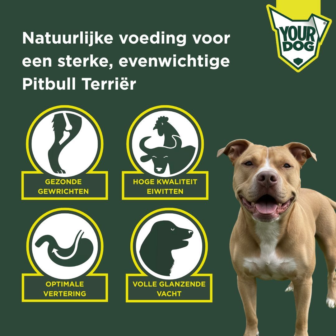Amerikaanse pitbull terriër